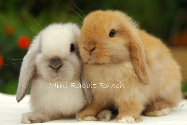 mini rabbits for sale near me