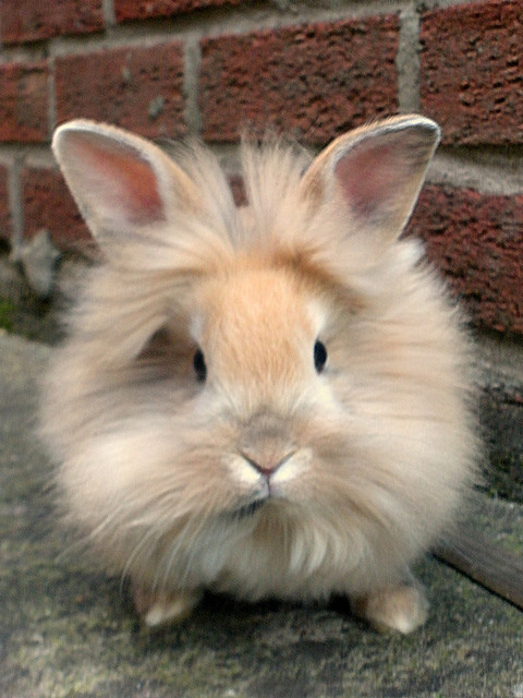 mini lionhead bunny